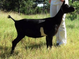 Botello daughter in Cob Cottage herd