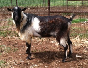 YBNVS Jim's Envoy ("Steve") at 3 yrs.